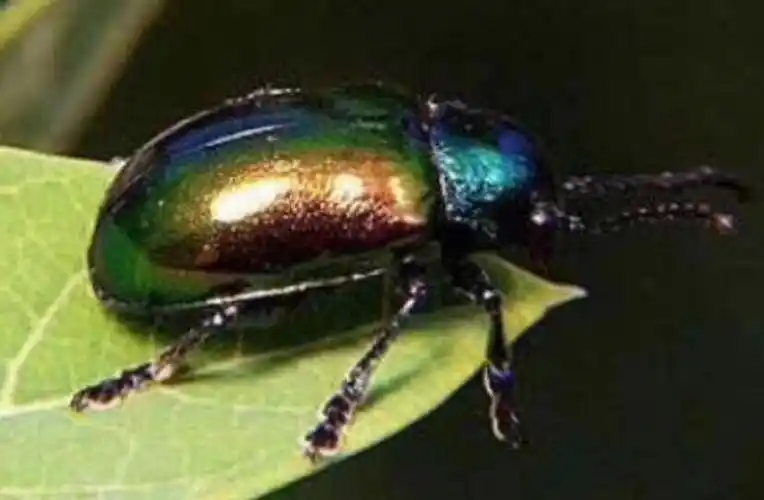 这就是五彩斑斓的黑,不要说做不到