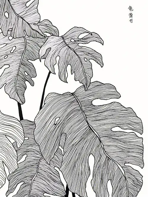 线描龟背竹内附流程