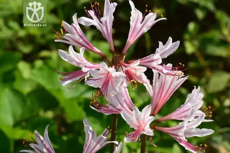 1香石蒜 (45).jpg 相邻时间拍摄的照片      张