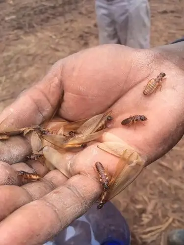 白蚁脱落下来的翅膀铺满地面