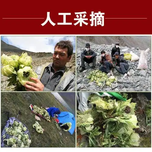 正宗新疆天山雪莲花泡酒泡水中药材滋补品西藏批发10到20克朵