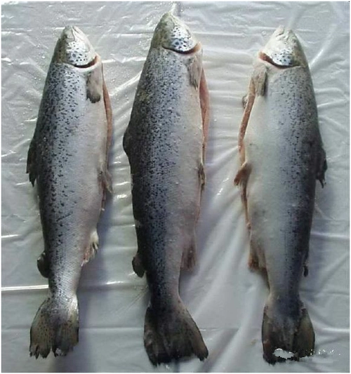 看图识鱼:88种水产海鲜_海水鱼类_西南渔业网 水花鱼 水产养殖专业网