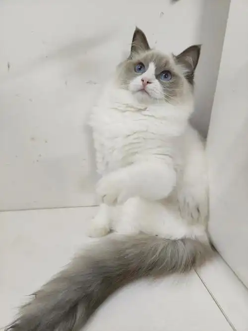 家养纯种蓝双母布偶