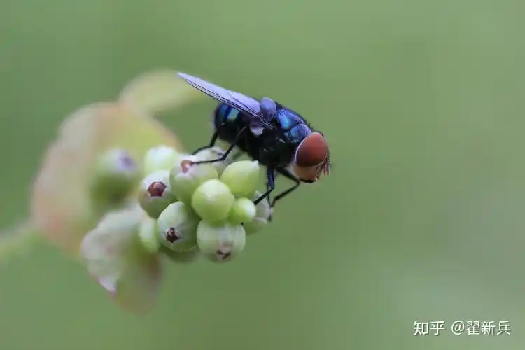 苍蝇也有可爱的权利