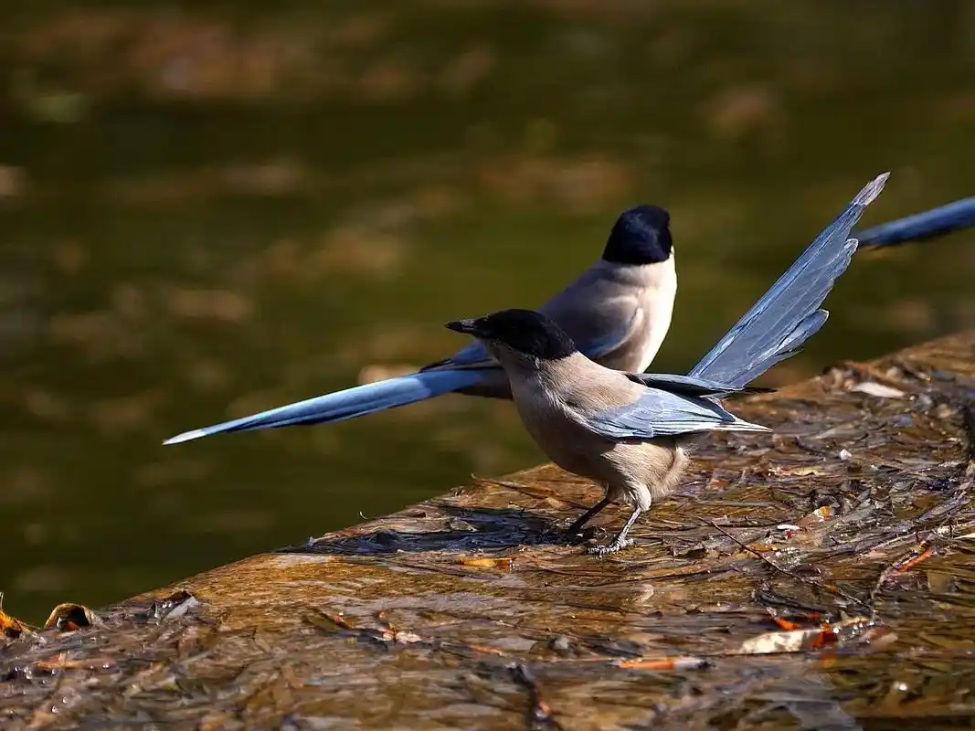灰喜鹊～灰喜鹊属(cyanopica)灰喜鹊别称蓝膀喜鹊,蓝 - 抖音