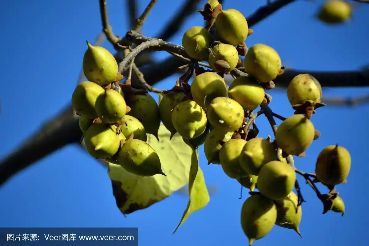 毛囊泡桐树的绿色果实