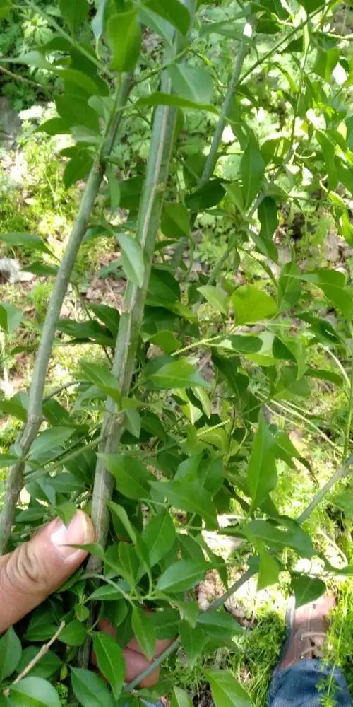 2条回答  应该是白杜 百度查证   本回答被网友采纳 | 发布于2018-04