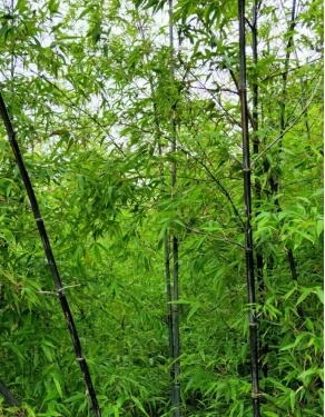 二龟听法皈依,紫竹林名源非紫竹,普陀山的故事还有多少?