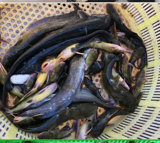 沢素湾 小杂鱼 微山湖野生淡水野鱼小杂鱼鲫鱼昂刺鱼黑鱼鲶鱼小泥鳅