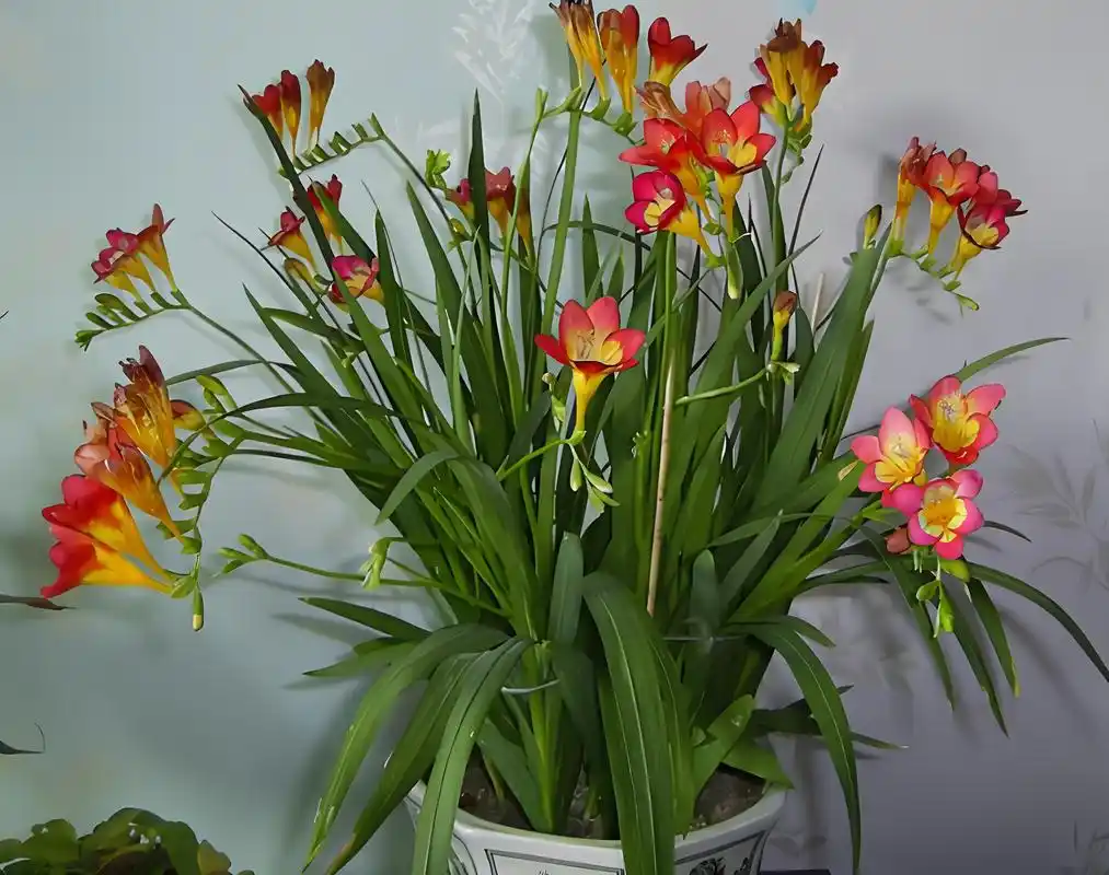 香雪兰:诗意浪漫的花卉璀璨明珠 香雪兰,诗意浪漫的名字,是花卉中的