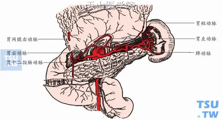 腹腔镜远端胃大部切除术