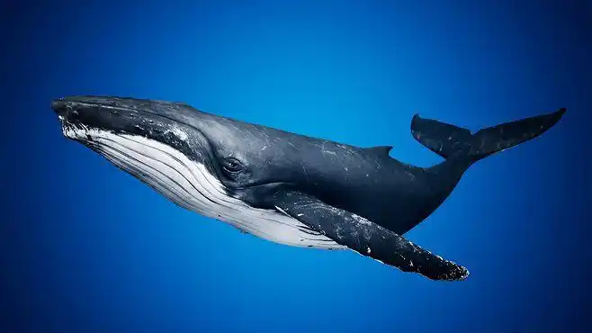 humpbackwhaleincharactersuemarketplacethishumpbackwhalecomeswith
