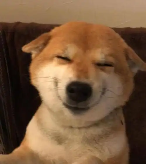 看到主人回家开心到飞机耳的柴犬,这就是传说中的一秒变海豹吧