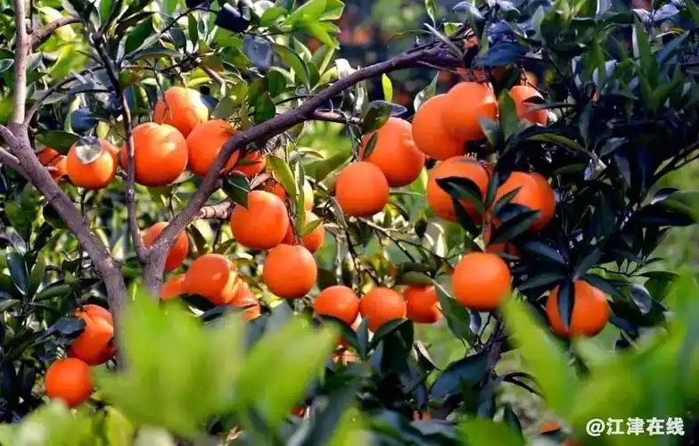 江津文旅正当时奉上江津柑橘采摘图鉴橙意满满