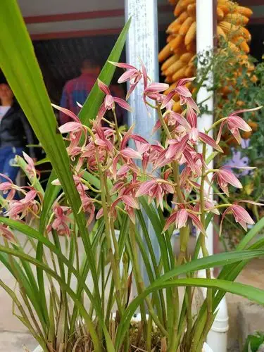 云南普洱南岛河村秋榜兰赏花会成功举办