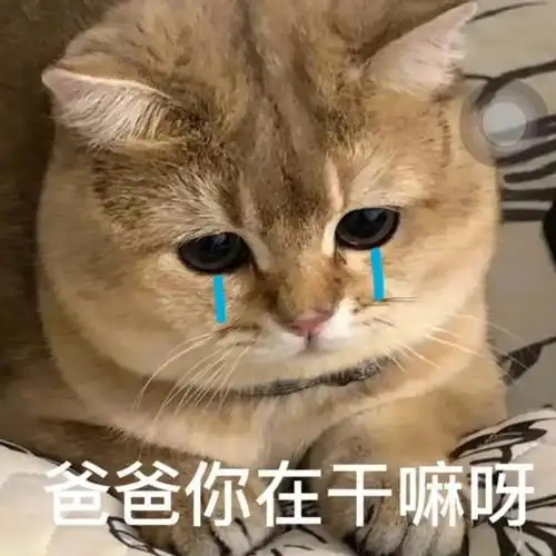 爸爸你在干嘛呀爸宝大嘴猫表情包