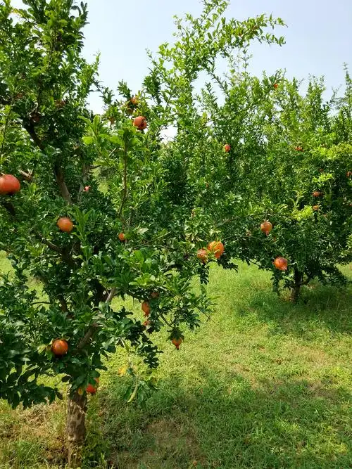 秋天丰收的季节,累实累累,我的心情,也随之高兴啦!