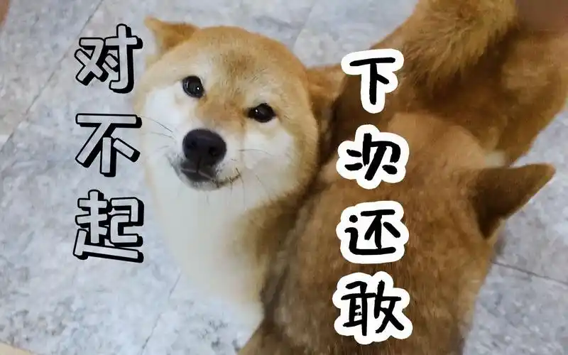 小柴犬做错事挨揍一副无辜的表情卖萌求原谅但是死不悔改