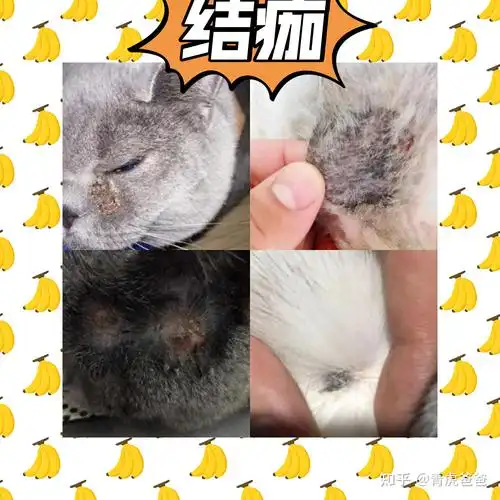 怎么判断猫咪得了猫藓?