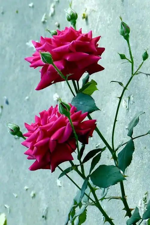 千姿百态的月季花(一)