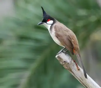 这只鸟是什么鸟?