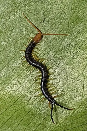 蜈蚣目·蜈蚣总科:蜈蚣