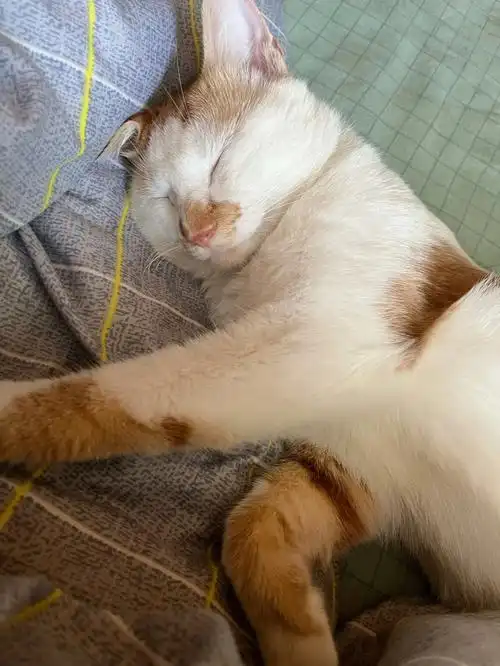 猫咪各种奇奇怪怪的姿势