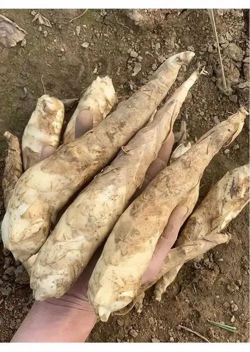 广东农家新鲜竹芋冬薯火锅煲汤食材冬笋薯绵薯竹根薯现挖发货 中小果