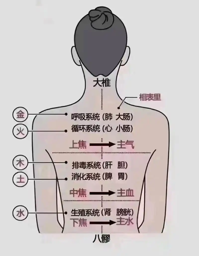 背74对应的脏腑 秋养肺,多推背94 背不凉,肺不伤 背凉,肺受寒