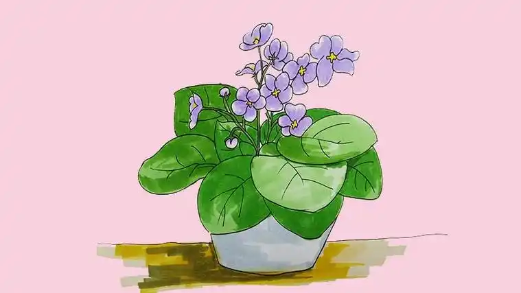 主页 绘画教程 文字教程 简笔画  首先画出一朵紫罗兰的花朵然后多花