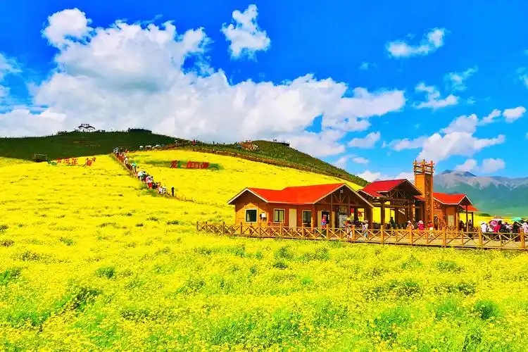 一路西北·门源油菜花(青海)