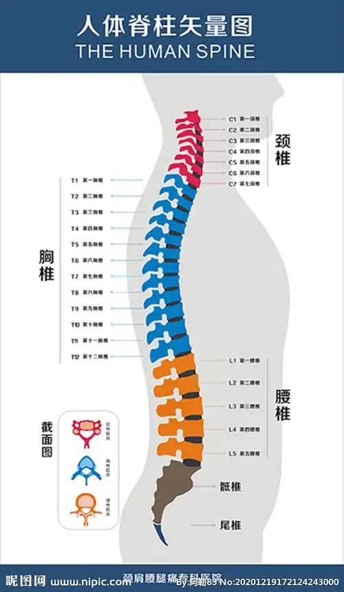 (cny)举报收藏立即下载关 键 词:脊柱 脊椎 矢量 分层 截面 颈椎 腰椎