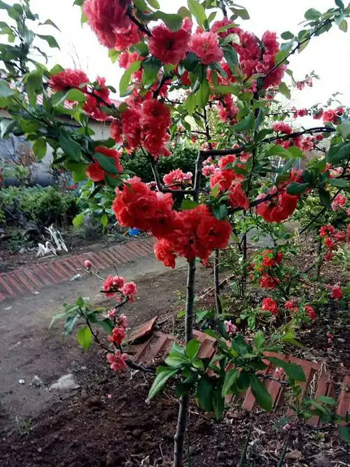 富贵王子海棠扦插种植方法