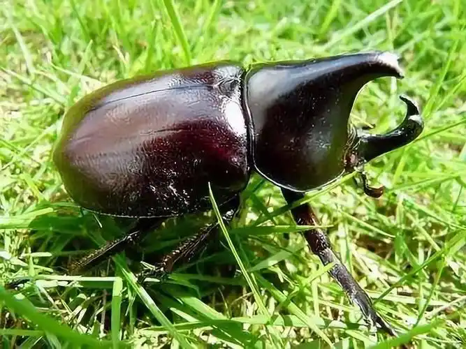 甲虫生境跟着我们俱乐部的专业昆虫老师,发挥动手能力,一