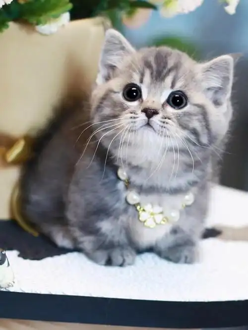 曼基康蓝虎斑弟弟