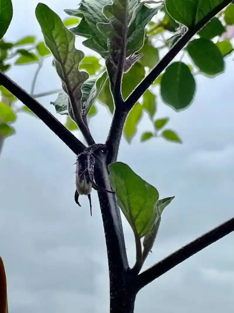 现在才吃上今年的第一根丝瓜,开始一直只有雌花,没有雄花,好不 - 抖音