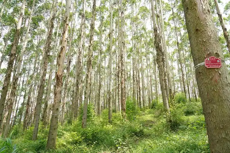 桉树大径材示范林.jpg