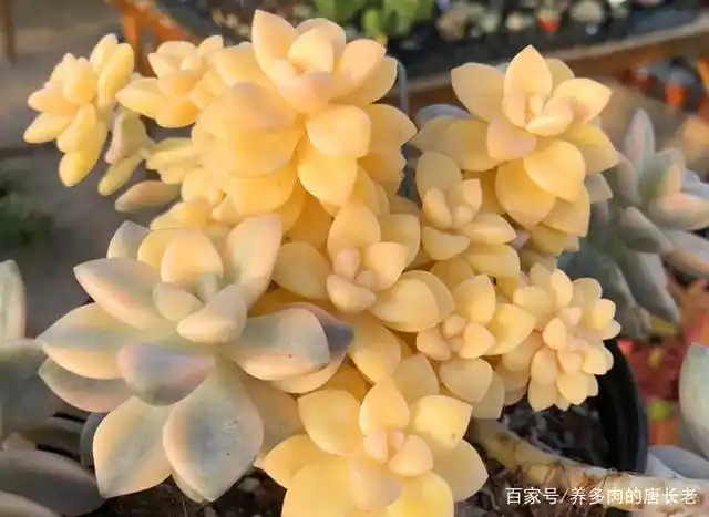 最近有肉友问唐长老:多肉美杏锦夏天怎么养?徒长怎么办?