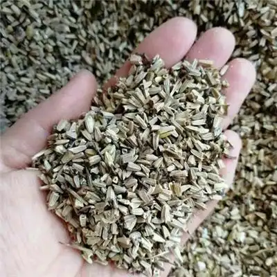 供应松果菊种子花朵好看