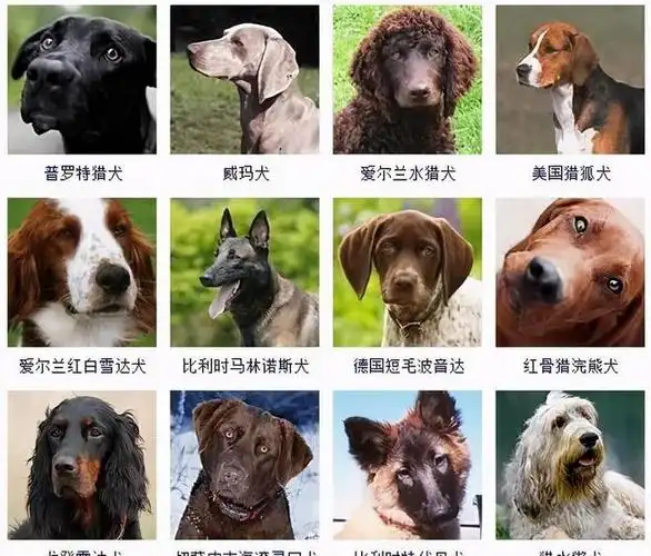 中型犬:(共54种,标准身高41-60cm,体重11-30kg)2.