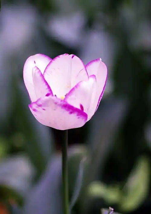 优雅淡然郁金香