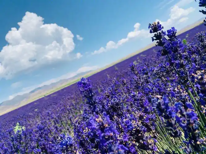 伊犁天山花海薰衣草园给你一切美好的想象