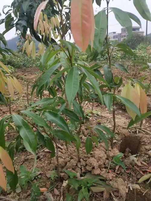 无核荔枝苗 挂果早,产量高,带土发货