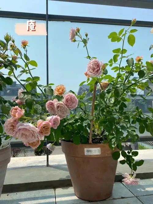 但是多头是我一见钟情的品种呀#阳台月季  #八神庵月季