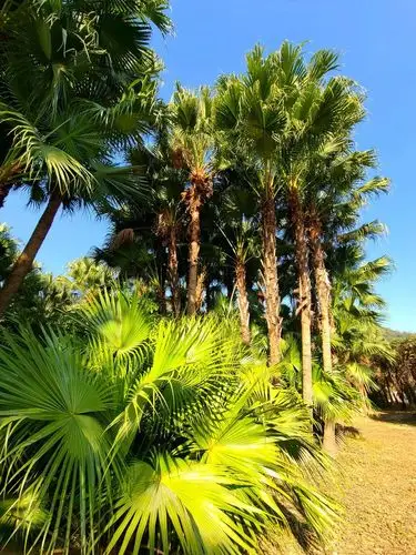 葵树博览园-广东新会