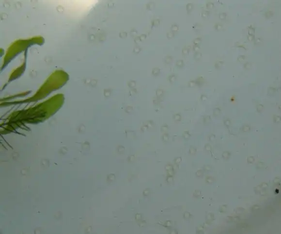 鱼产卵是什么样子的小金鱼产卵是什么样子的