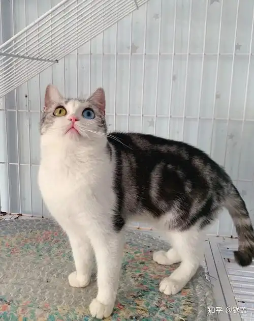 2k5购买了一只美短加白请大家看下怎么样长大会好看吗