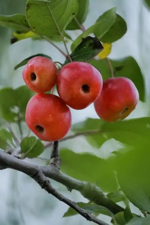 海棠果红了的时候