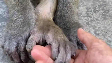 给猴子看看脚