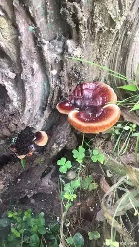 灵芝的三种特殊生长环境
